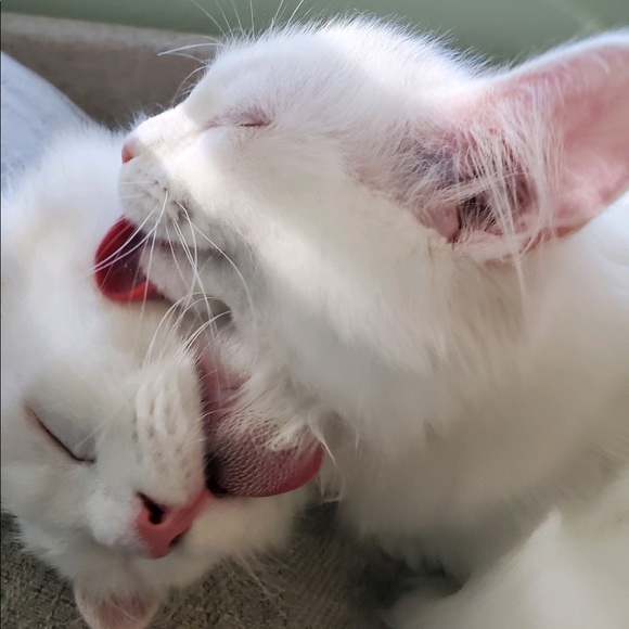 Meet your Posher, Rachel - Picture 4 of 5